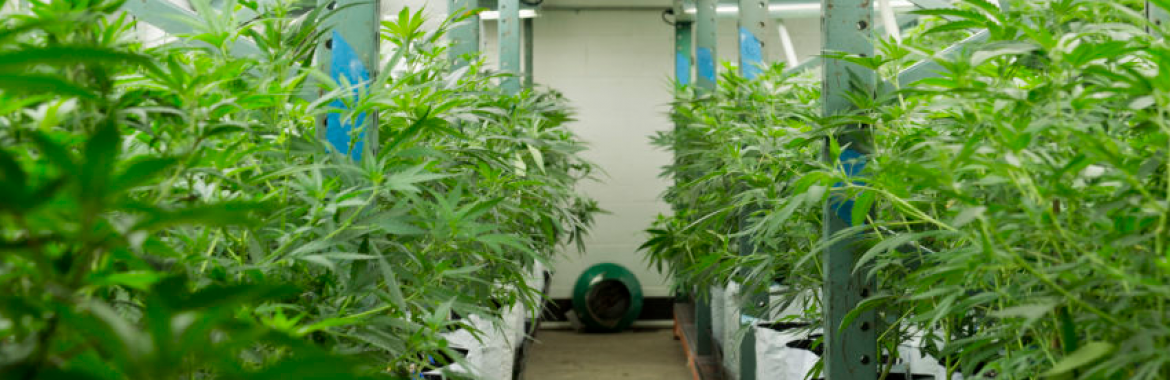 Cannabis & Rental Properties, What Landlords & Property Owners Should Know