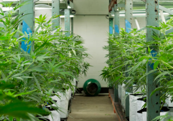Cannabis & Rental Properties, What Landlords & Property Owners Should Know