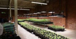 Los Angeles – Prime Location | Available Cannabis Space – 45,000 Sq. Ft. Builing active Cultivation, Manufacturing & Distribution License