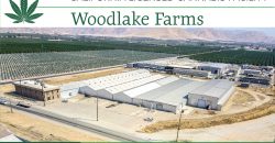 Woodlake Cannabis Farms For Sale in California