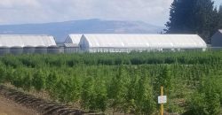 Southern Oregon Cannabis Grow Opportunity
