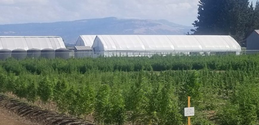 Southern Oregon Cannabis Grow Opportunity