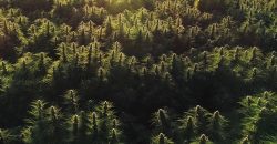 Southern Oregon Cannabis Grow Opportunity