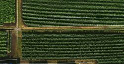 Southern Oregon Cannabis Grow Opportunity