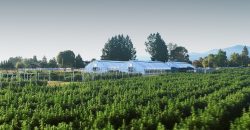 Southern Oregon Cannabis Grow Opportunity