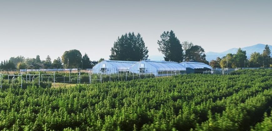 Southern Oregon Cannabis Grow Opportunity