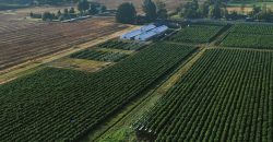 Southern Oregon Cannabis Grow Opportunity