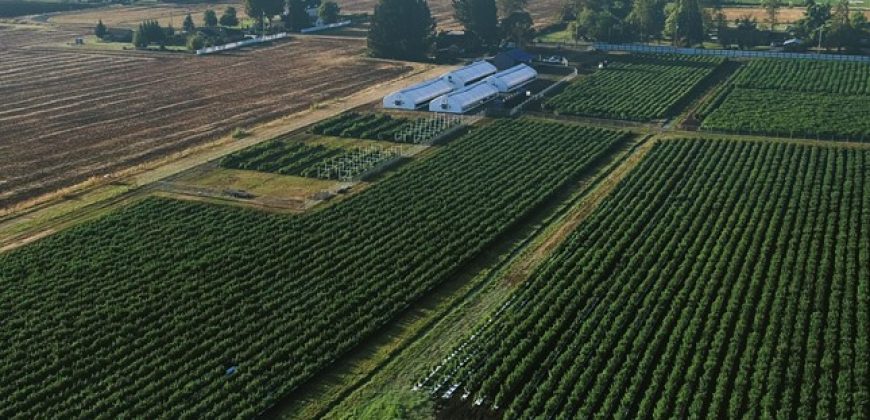 Southern Oregon Cannabis Grow Opportunity