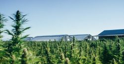 Southern Oregon Cannabis Grow Opportunity