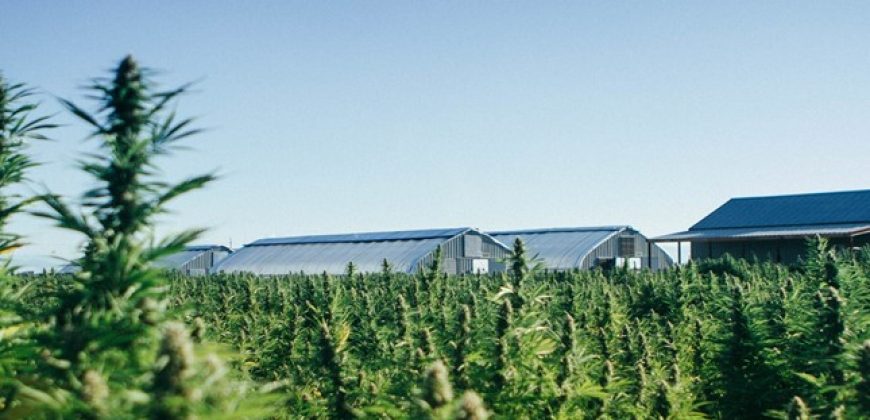 Southern Oregon Cannabis Grow Opportunity