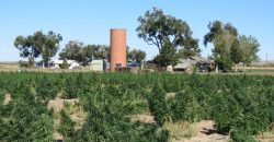 Certified Organic Hough Farm – Fowler CO