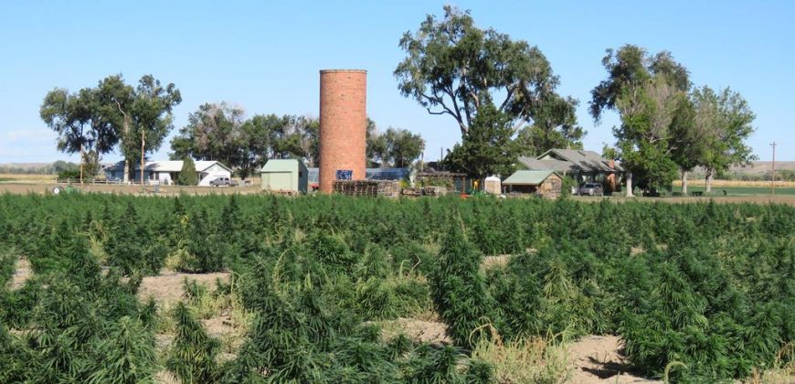 Certified Organic Hough Farm – Fowler CO