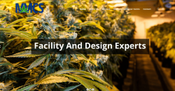Medical Marijuana Consultation Services.com 4 years old ready for new law firm/broker