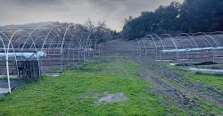 200 Acre Adelaida Ranch with Nearly 11 Acres of Approved Cannabis Grow