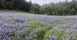200 Acre Adelaida Ranch with Nearly 11 Acres of Approved Cannabis Grow