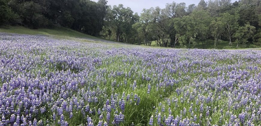 200 Acre Adelaida Ranch with Nearly 11 Acres of Approved Cannabis Grow