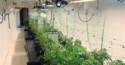 Commercial Medical Marijuana Grow Site
