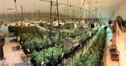 Commercial Medical Marijuana Grow Site