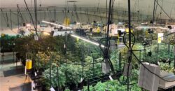 Commercial Medical Marijuana Grow Site