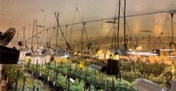 Commercial Medical Marijuana Grow Site