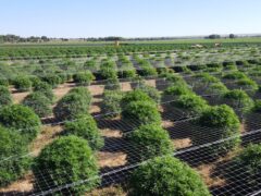 Two Retail Cultivation Licenses with Unlimited Sales & Production For Sale in Colorado