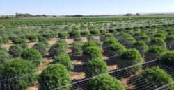 Two Retail Cultivation Licenses with Unlimited Sales & Production For Sale in Colorado