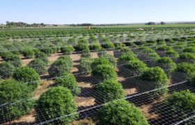Two Retail Cultivation Licenses with Unlimited Sales & Production For Sale in Colorado