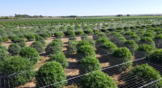 Two Retail Cultivation Licenses with Unlimited Sales & Production For Sale in Colorado