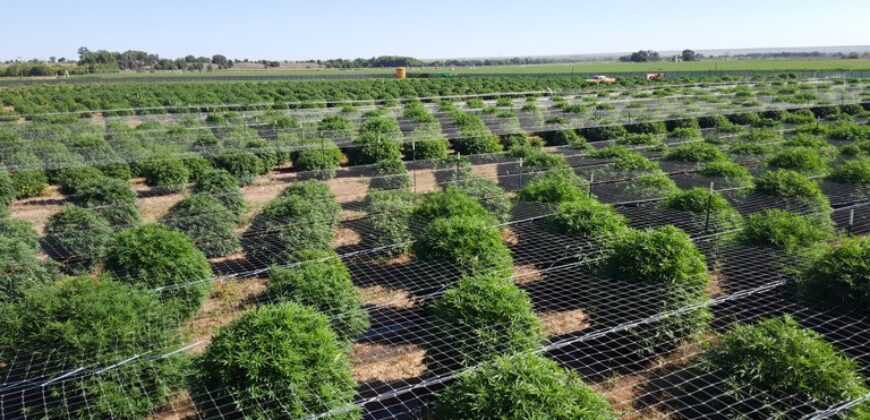 Two Retail Cultivation Licenses with Unlimited Sales & Production For Sale in Colorado