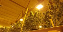 Two Retail Cultivation Licenses with Unlimited Sales & Production For Sale in Colorado