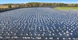 State Licensed Outdoor Grow in Wise Township Michigan