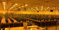 Hemp Grow Facility and Retail Store for Sale in Tennessee