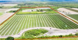 78-Acre Fully Licensed Hemp Farm For Sale in Florida