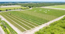 78-Acre Fully Licensed Hemp Farm For Sale in Florida