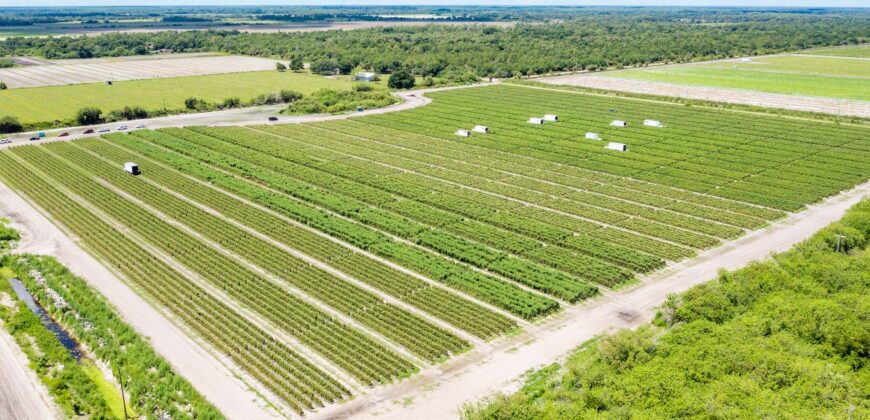 78-Acre Fully Licensed Hemp Farm For Sale in Florida