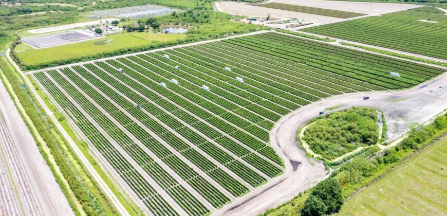 78-Acre Fully Licensed Hemp Farm For Sale in Florida