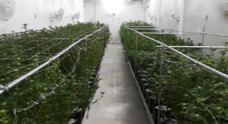 Vertically Integrated Marijuana Business For Sale in Oregon