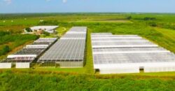 78-Acre Fully Licensed Hemp Farm For Sale in Florida