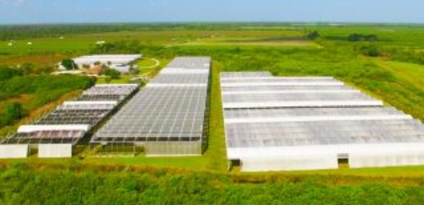 78-Acre Fully Licensed Hemp Farm For Sale in Florida