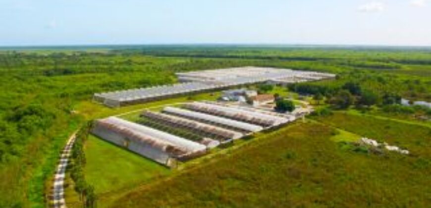 78-Acre Fully Licensed Hemp Farm For Sale in Florida