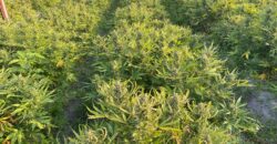 78-Acre Fully Licensed Hemp Farm For Sale in Florida