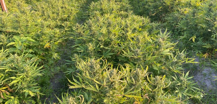 78-Acre Fully Licensed Hemp Farm For Sale in Florida