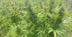 78-Acre Fully Licensed Hemp Farm For Sale in Florida