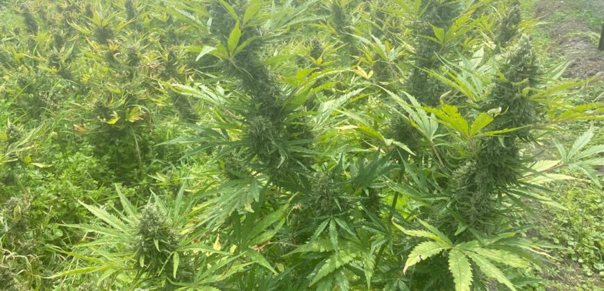 78-Acre Fully Licensed Hemp Farm For Sale in Florida
