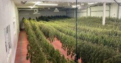 78-Acre Fully Licensed Hemp Farm For Sale in Florida