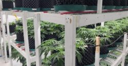 Operational Cannabis Grow Facility, Land & High Efficiency Equipment For Sale in Oklahoma