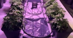 183 Acre Hemp Operation & Estate Home For Sale in Florida