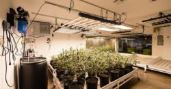 Established, Fully Integrated Dispensary, Boutique Grow & Processing License!