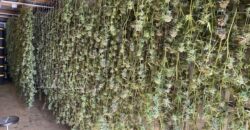 Efficiently Operating “OLCC Tier 2, Hybrid Producer For Sale in Oregon