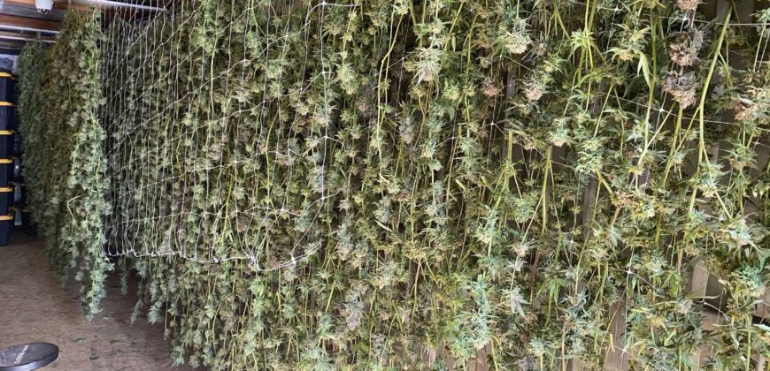 Efficiently Operating “OLCC Tier 2, Hybrid Producer For Sale in Oregon